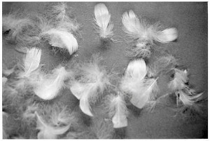 The Bad Side of Down. The Bad Side of Down. That's right, these feathers just don't give a fuck.